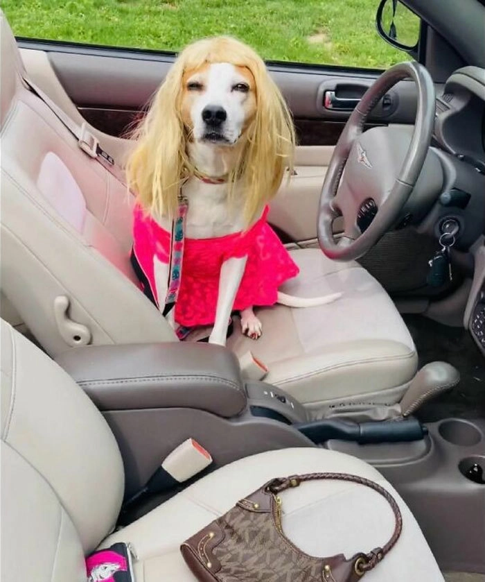 «Блондинка в законе» — собачья версия