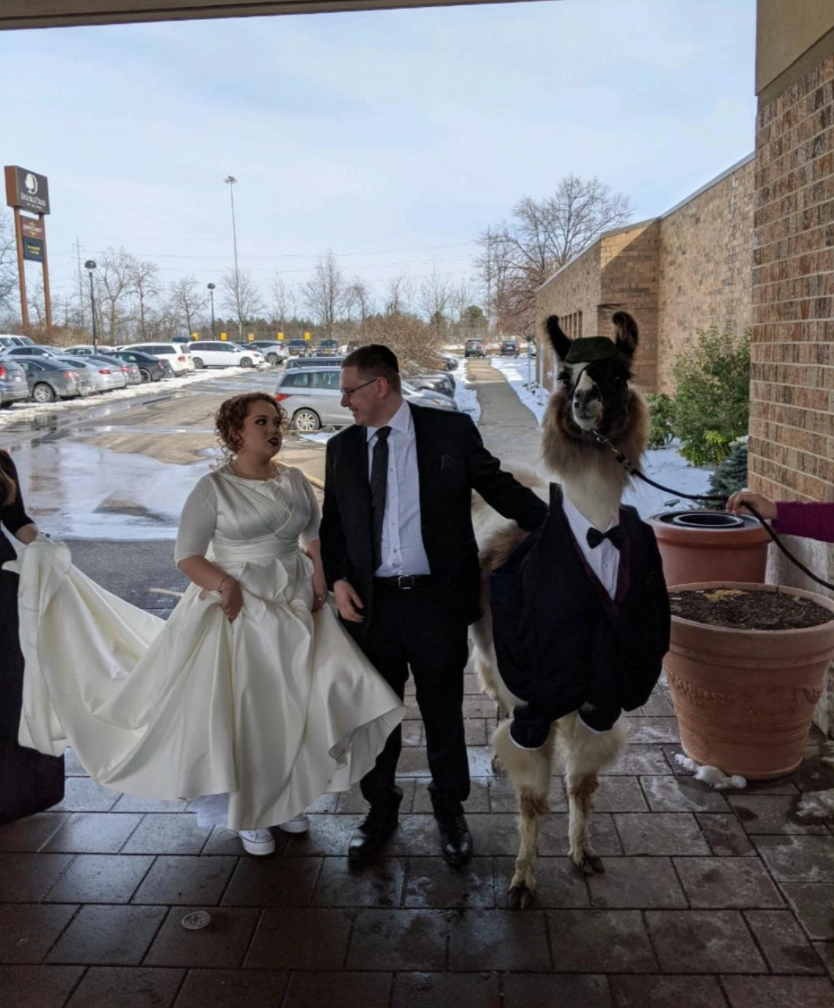 Пять лет назад я пообещал сестре, что приведу на ее свадьбу ламу. 