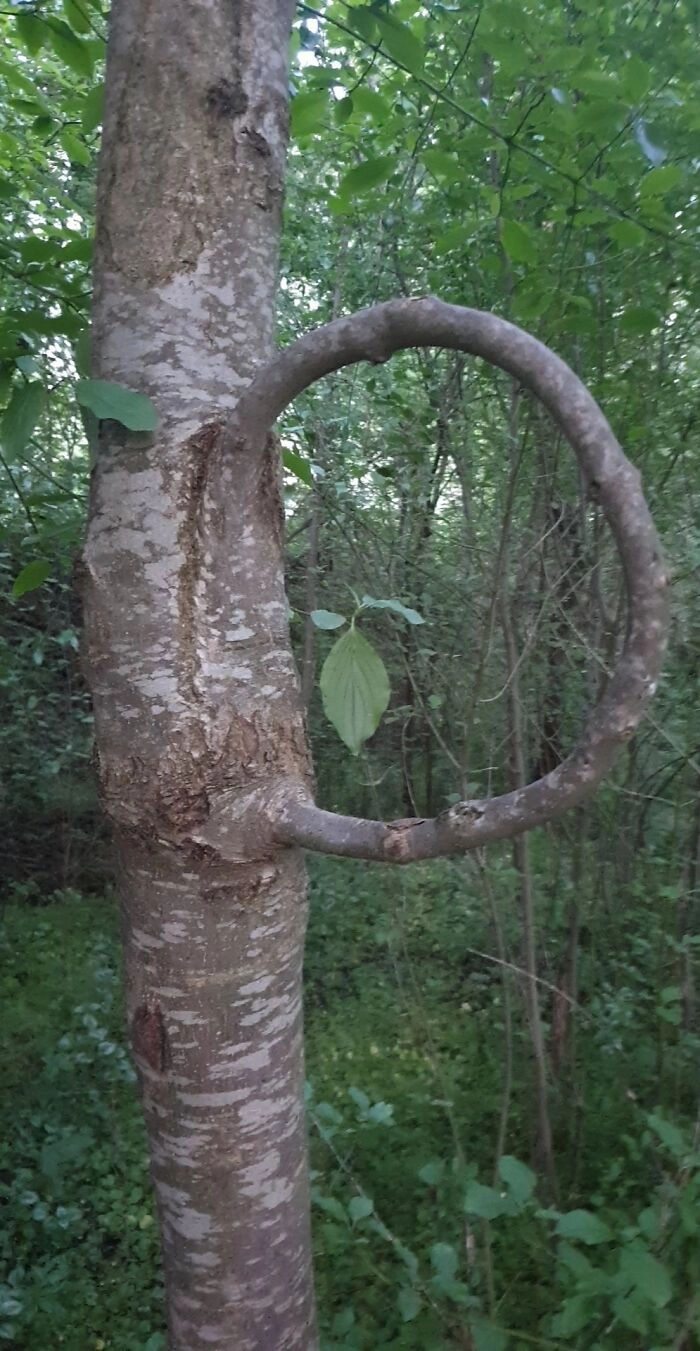 Дерево, которое растет само в себя. 