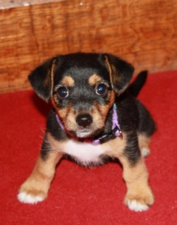 Пышка никогда не пыталась убежать, и поэтому, когда она внезапно бесследно исчезла, хозяевам это показалось очень странным