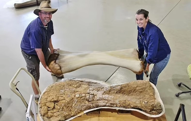 Динозавр считается самым крупным из когда-либо найденных на территории Австралии