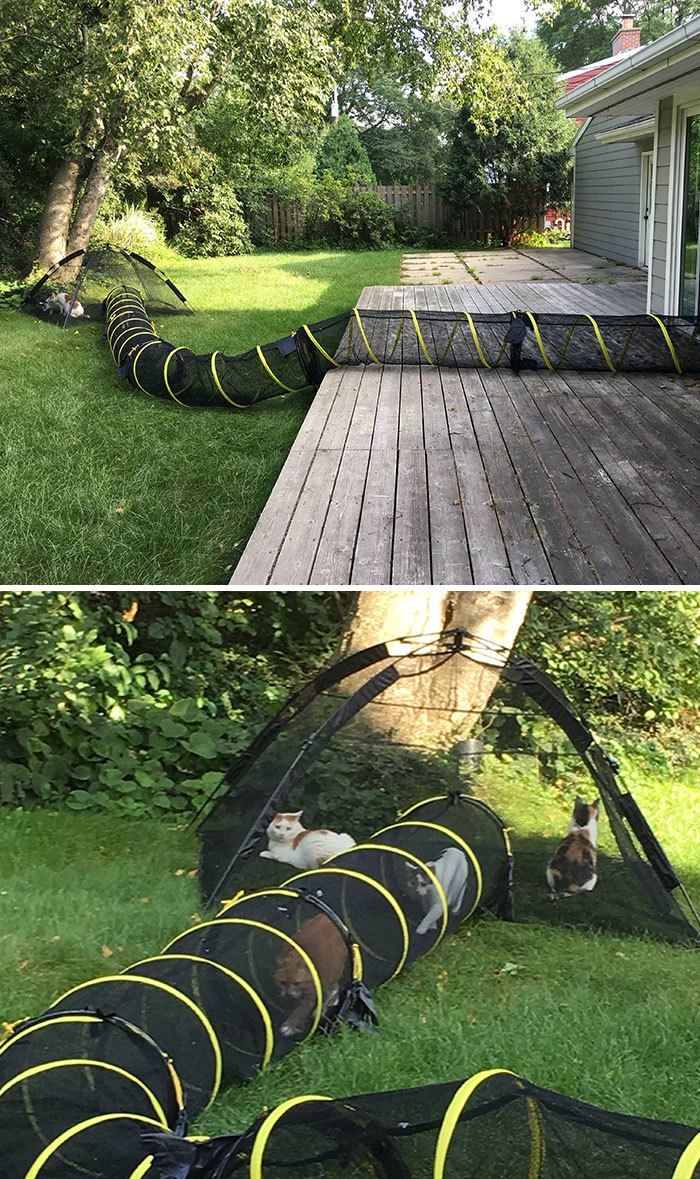 Жизнь этих кошек прекрасна