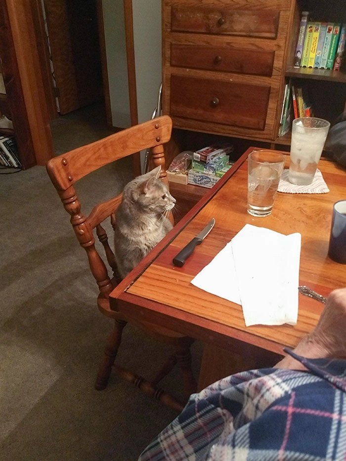 «Бабушка и дедушка перешли от «Нам не нужна кошка» к «Ты приготовил для Лулу место за столом?»