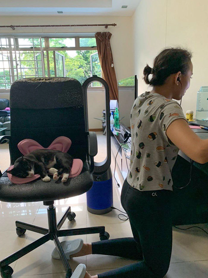 Чего только не сделаешь ради любимого кота