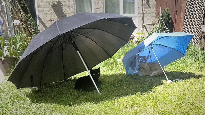 «Иногда мне кажется, что я слишком балую их»