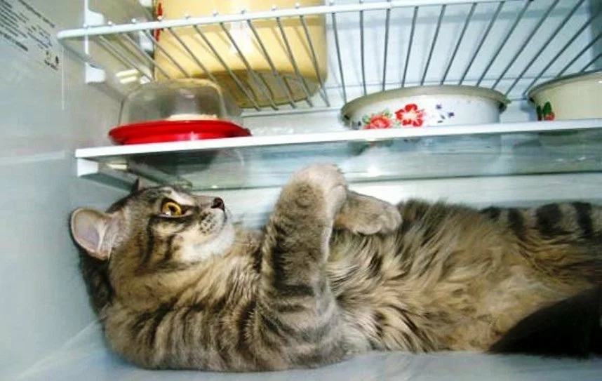 Самое время отлежаться в холодильнике. 