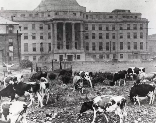 Вплоть до 1930 года при детской больнице в Бостоне содержались коровы для производства свежего молока. 