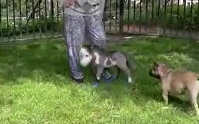 Пибоди весит всего восемь килограммов