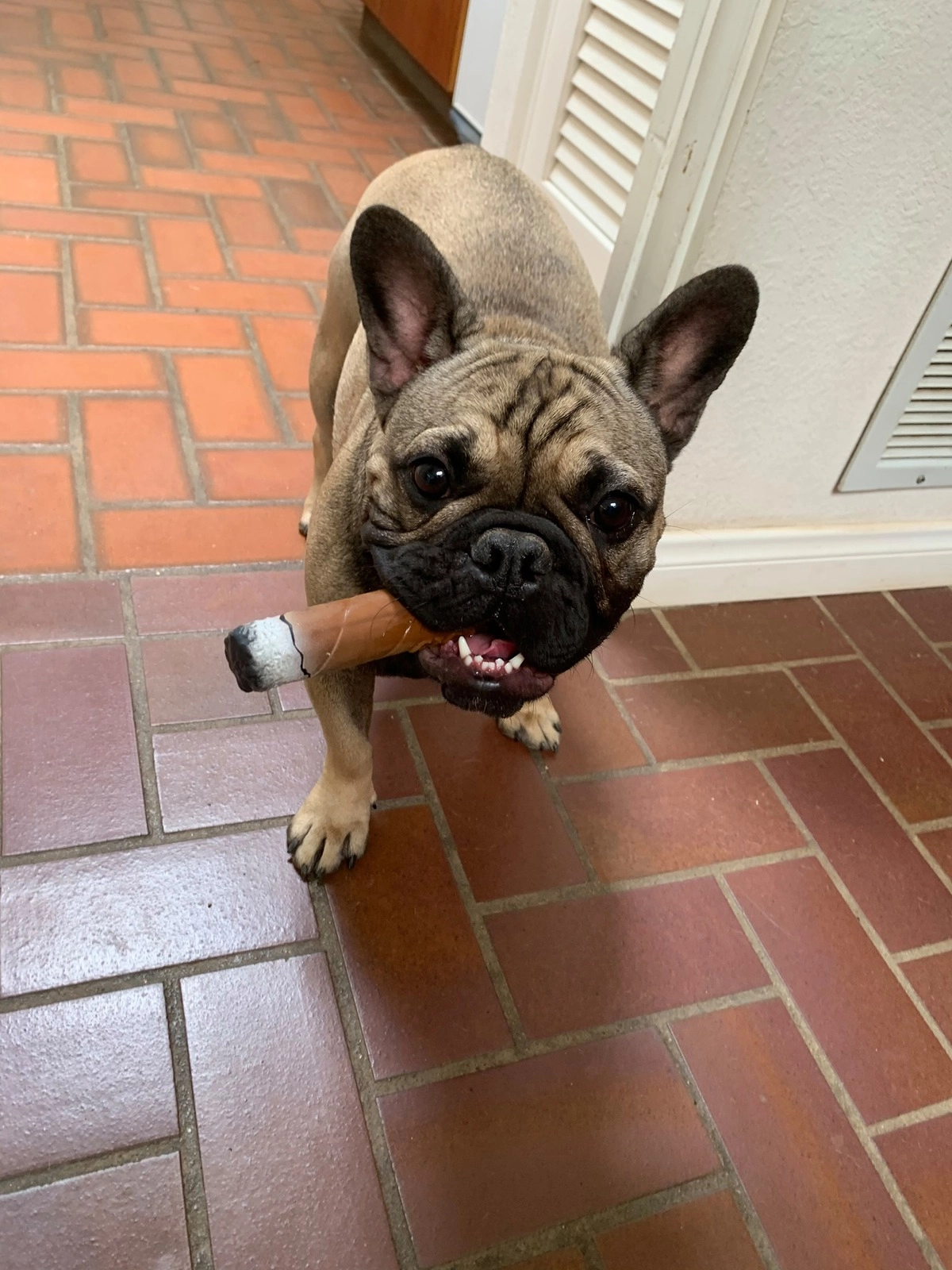 Сначала жеребенок боялся собак, но потом они стали лучшими друзьями