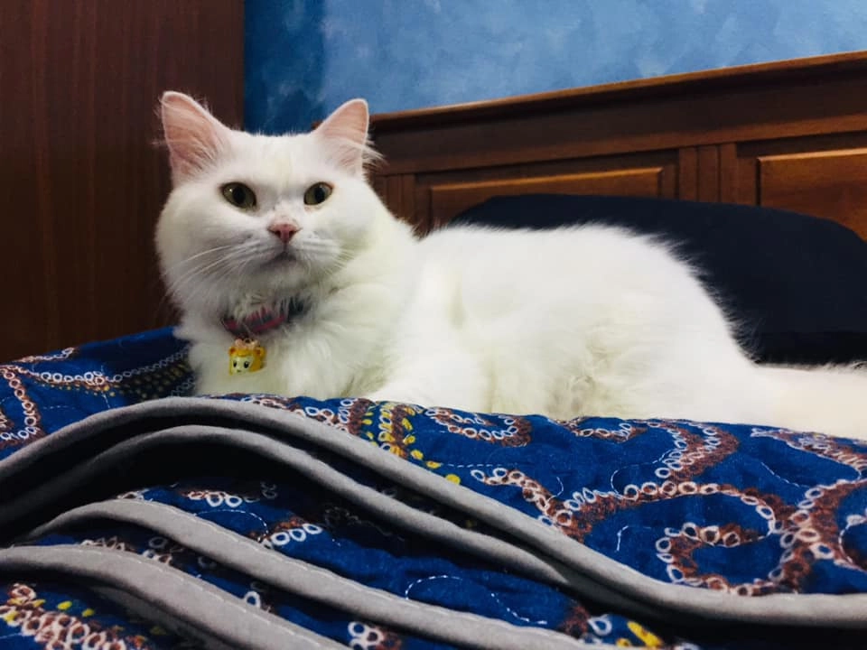 После года тщательного ухода, любви и заботы, которые котейка получала в новом доме, она изменилась до неузнаваемости