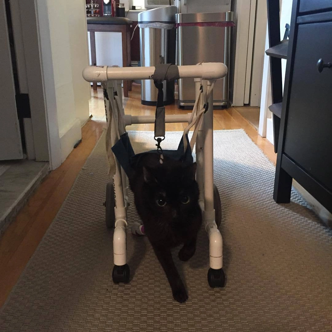 Чтобы Брутисс могла передвигаться самостоятельно хозяева, посмотрев несколько обучающих роликов на Youtube, сделали для нее инвалидную коляску Чтобы Брутисс могла передвигаться самостоятельно хозяева, посмотрев несколько обучающих роликов на Youtube, сделали для нее инвалидную коляску