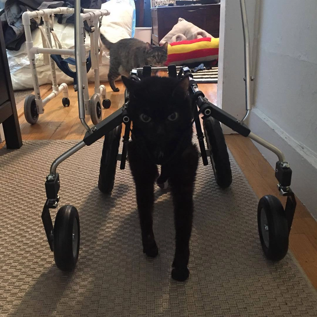 ерез некоторое время семья Иган решила сменить самодельное устройство для передвижения Брутисс на настоящую инвалидную коляску
