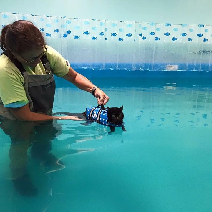 Теперь Брутисс живет нормальной счастливой кошачьей жизнью: играет, спит, ест и, как ни странно, занимается плаванием Теперь Брутисс живет нормальной счастливой кошачьей жизнью: играет, спит, ест и, как ни странно, занимается плаванием