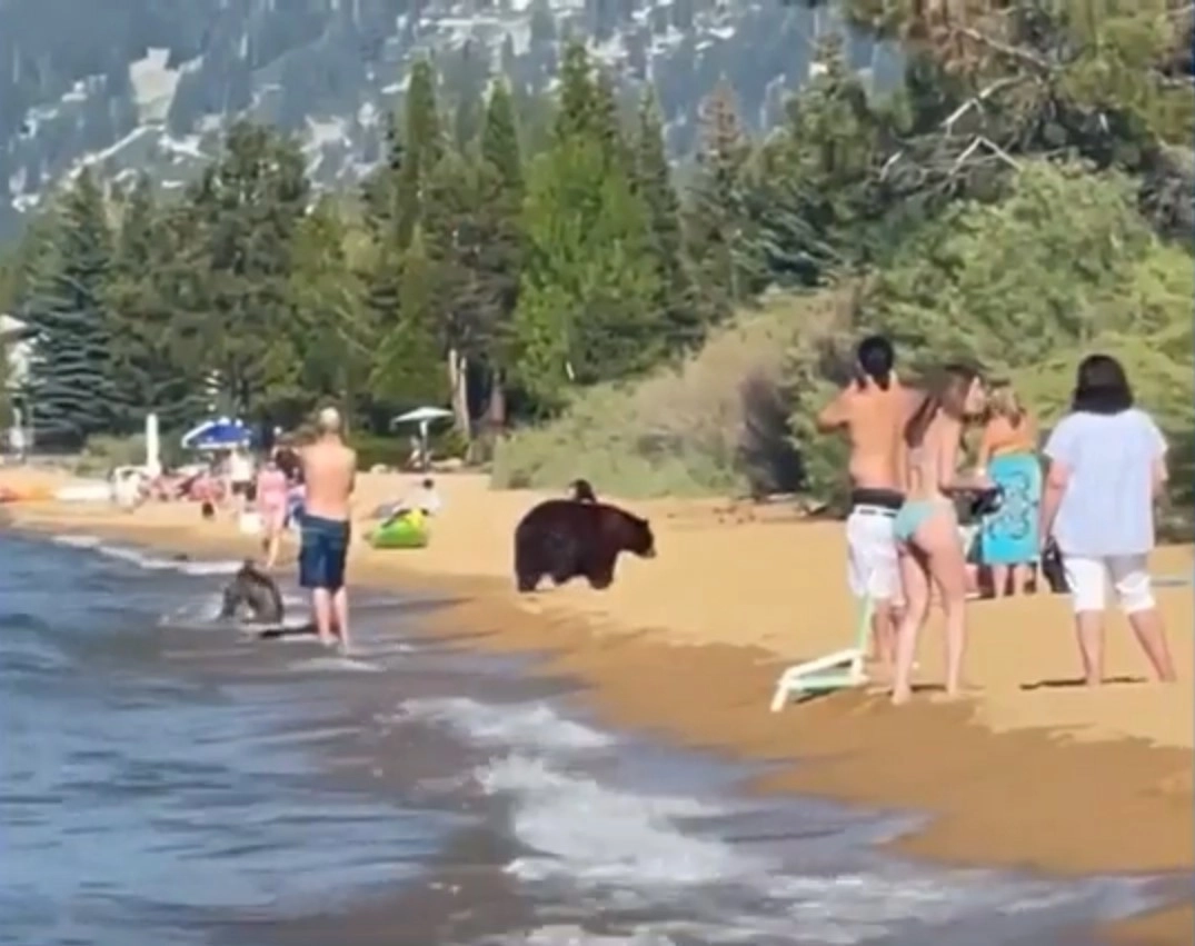 Мама-медведица привела своих медвежат на озеро, чтобы освежиться, и присутствие толпы двуногих ее совсем не смутило