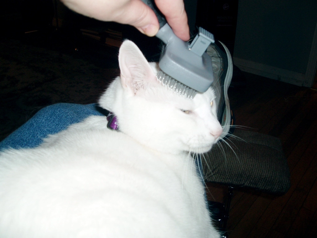 Регулярное расчесывание кошки, особенно во время линьки, не только сократит количество шерсти в доме, но и уменьшит образование шерстяных комков в пищеварительном тракте животного