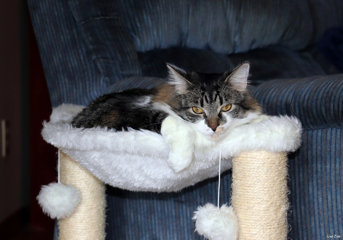 Кошкам очень важно регулярно точить когти