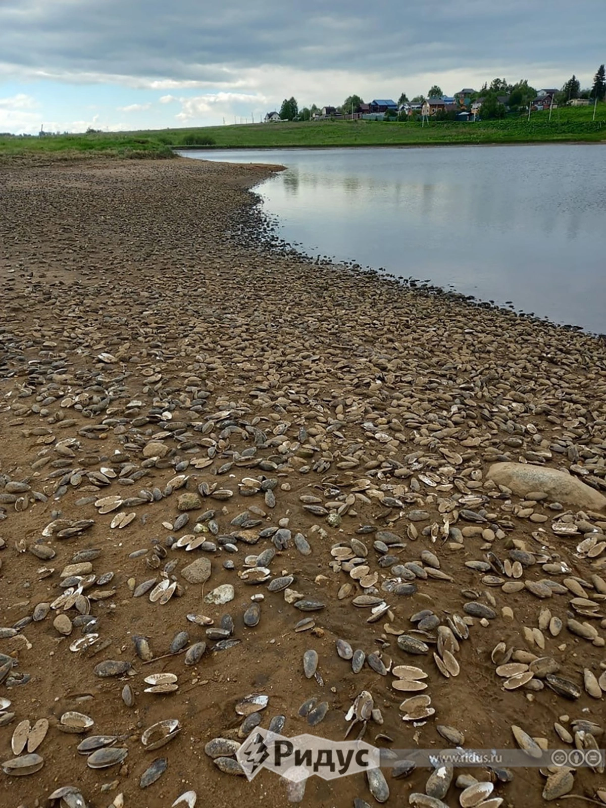 Сброс воды из реки Щетинка привел к гибели флоры и фауны водоема.