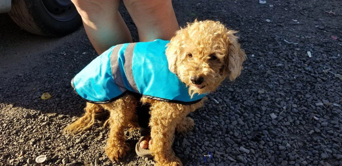 Представители организации просят всех, у кого есть возможность, помогать бездомным животным