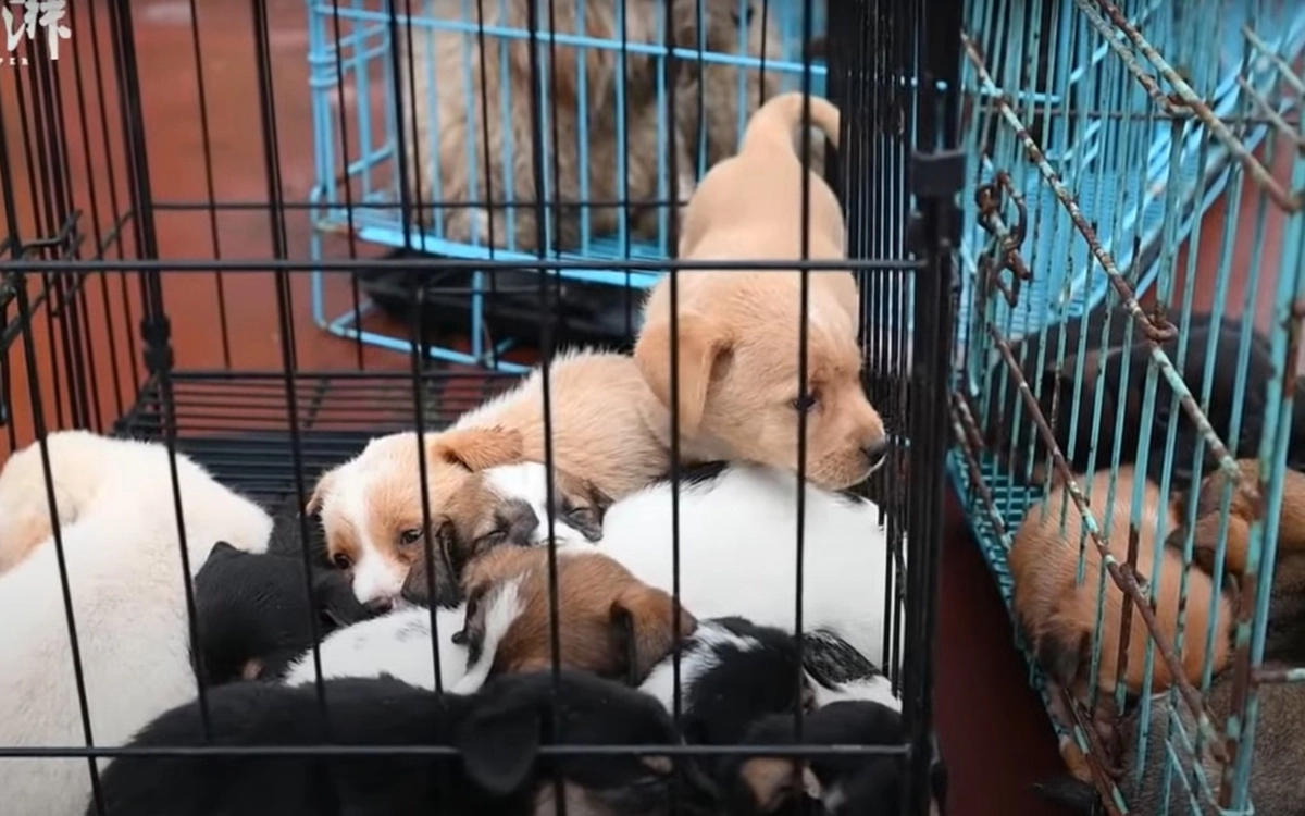 За 27 лет монах спас десятки тысяч собак