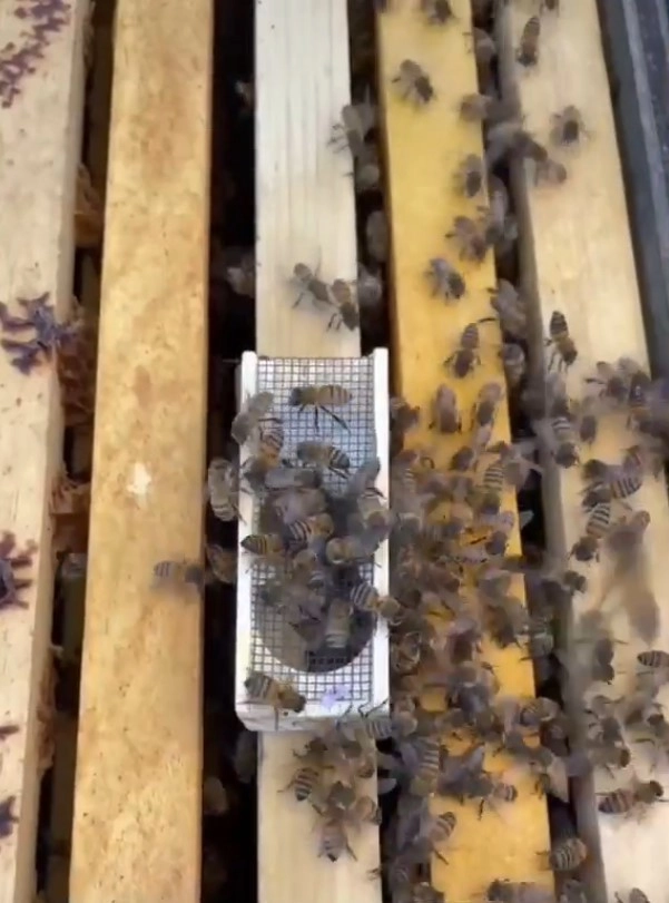 Пчеловод знала, что колония не сможет выжить без королевы, поэтому она подсадила к группе новую пчелиную матку