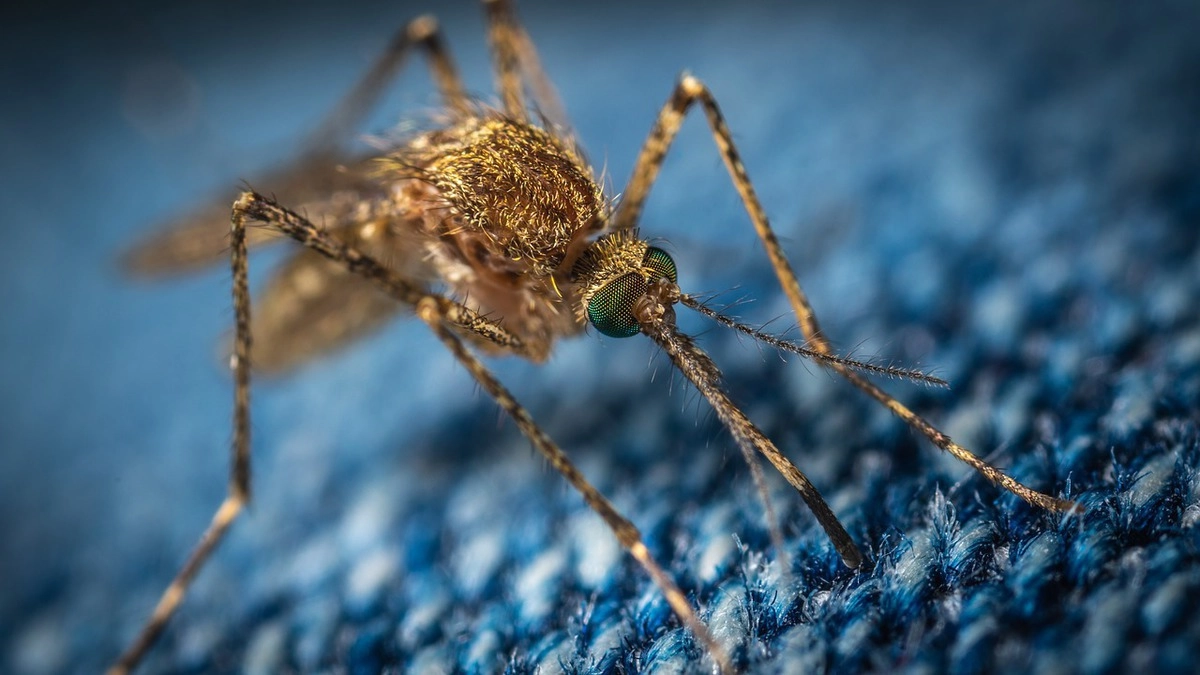 комар © pixabay.com