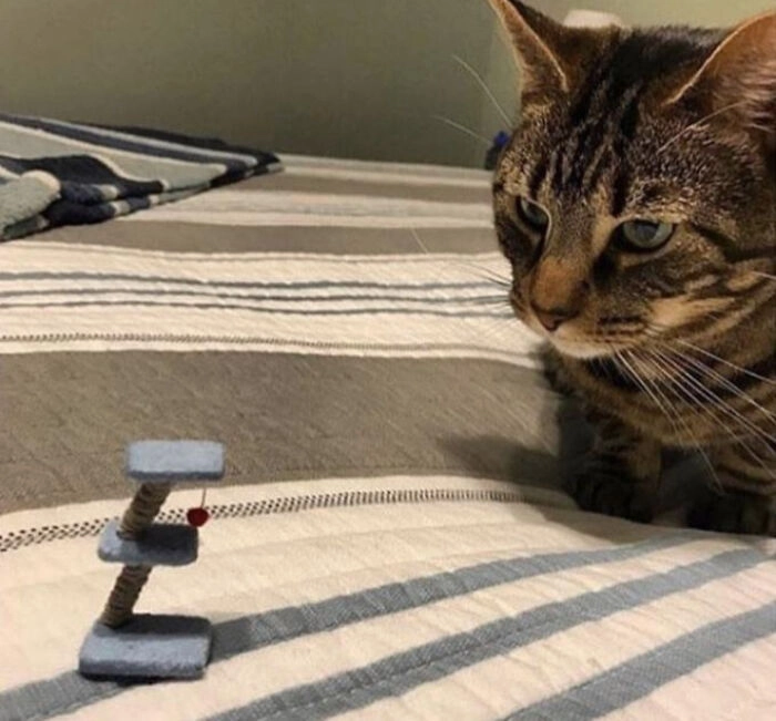 Кого-то ждет сюрприз в тапках Кого-то ждет сюрприз в тапках