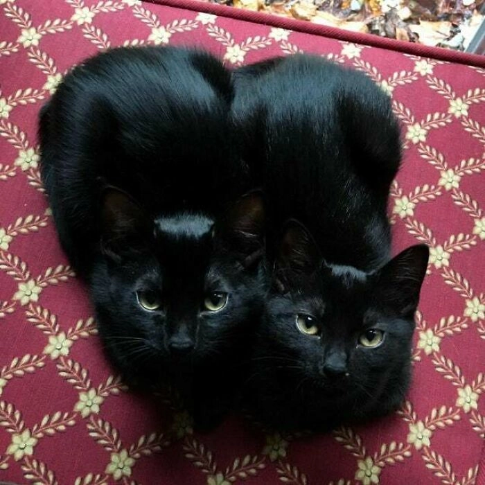 «Двойной кошачий хлеб»