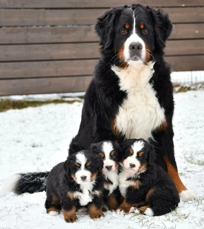 Идеальная семейная фотография