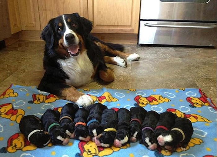 Эта мама-собака очень довольна своими щенками