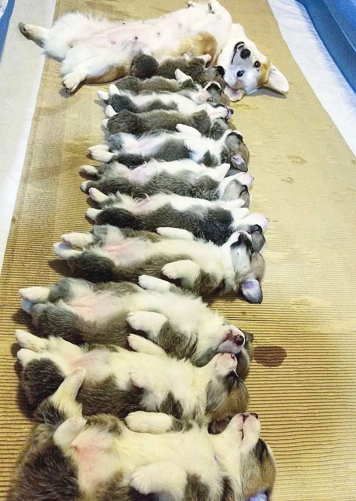 Куда мать, туда и дети