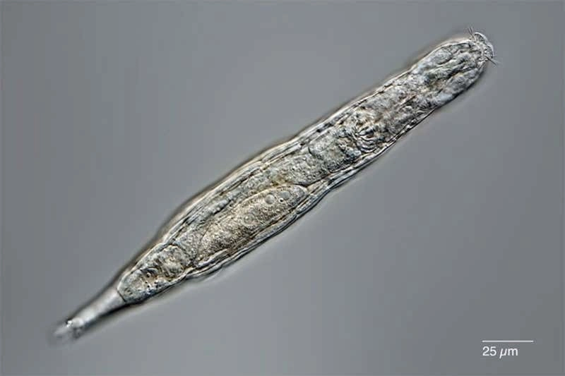 Коловратка Коловратка