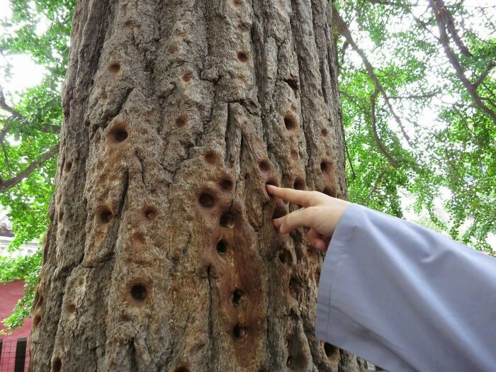 Отверстия, сделанные в дереве монахами Шаолиня, которые годами прижимали пальцы к коре ради тренировки силы