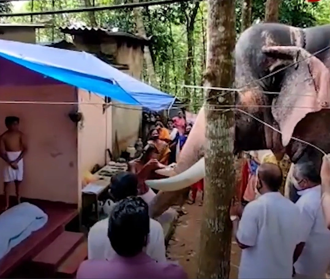 Индийский слон Брахмадатан совершил двухчасовое путешествие, чтобы попрощаться со своим махаутом (погонщик и тренер слонов) и лучшим другом