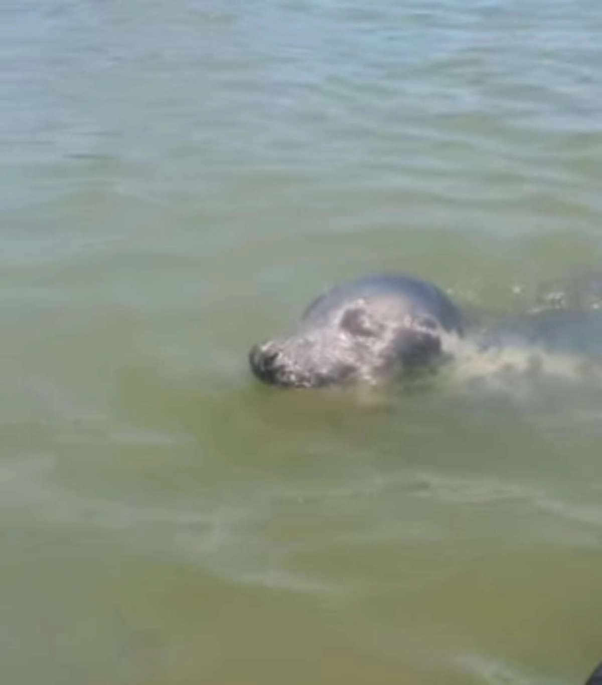 Парень по имени Дженк Албайрак-Туйе из Дорсета наслаждался катанием на падлборде, как вдруг заметил в воде голову Парень по имени Дженк Албайрак-Туйе из Дорсета наслаждался катанием на падлборде, как вдруг заметил в воде голову
