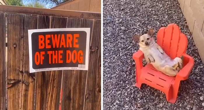 Сторожевая собака на посту Сторожевая собака на посту