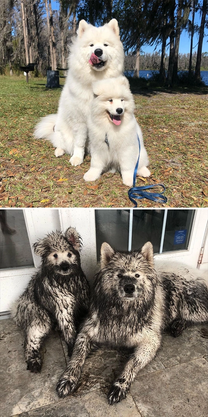 «Когда оставил собак на пять минут» «Когда оставил собак на пять минут»