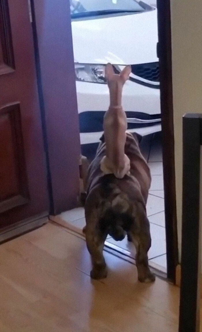 «Один наш пес использует другого как лошадь» «Один наш пес использует другого как лошадь»