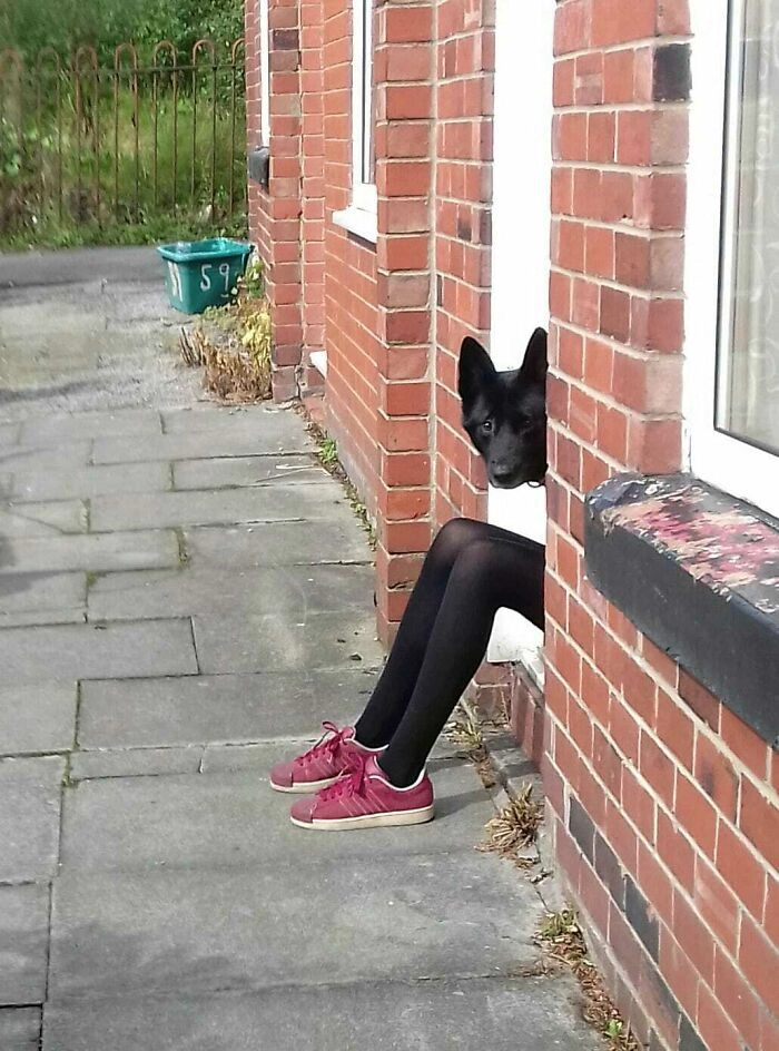 «Анубис носит кроссовки» «Анубис носит кроссовки»