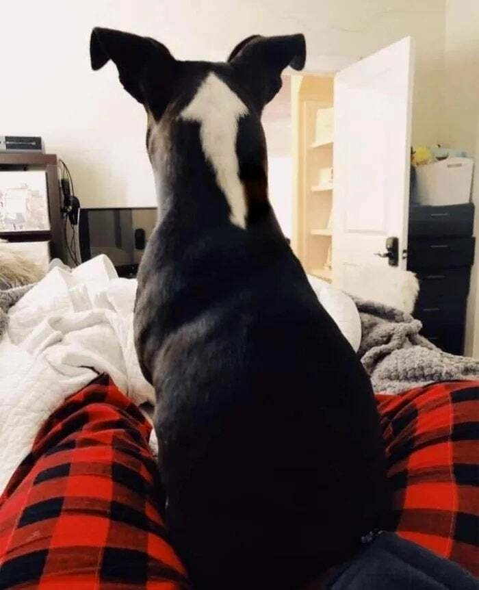 Гладить по стрелке Гладить по стрелке