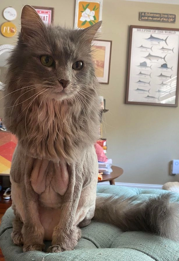 Киса после стрижки.