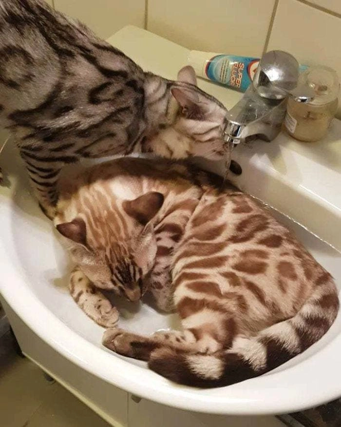 «Мои коты - чудики. Убедитесь сами». 