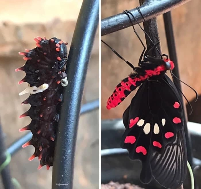 Превращение гусеницы в бабочку. 