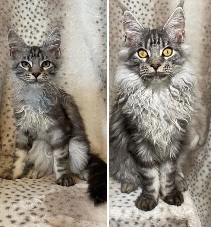 Как мейн-кун меняется за 12 недель. Как мейн-кун меняется за 12 недель.