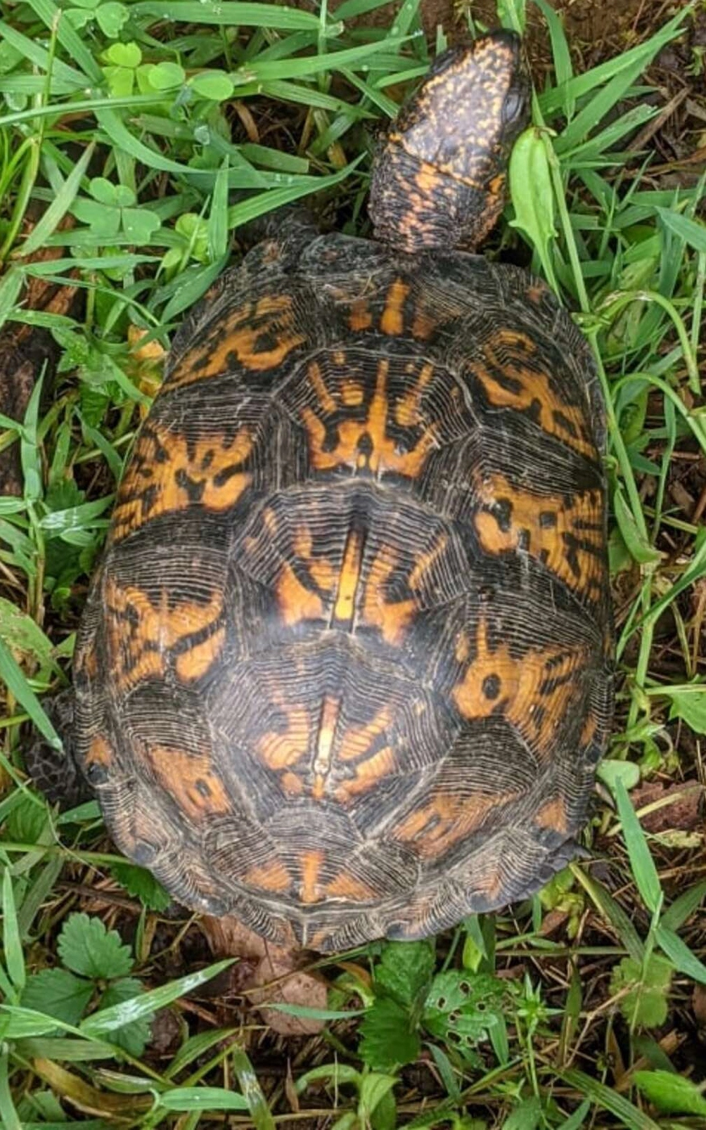 Эрин смогла унести животное в более безопасное место. 