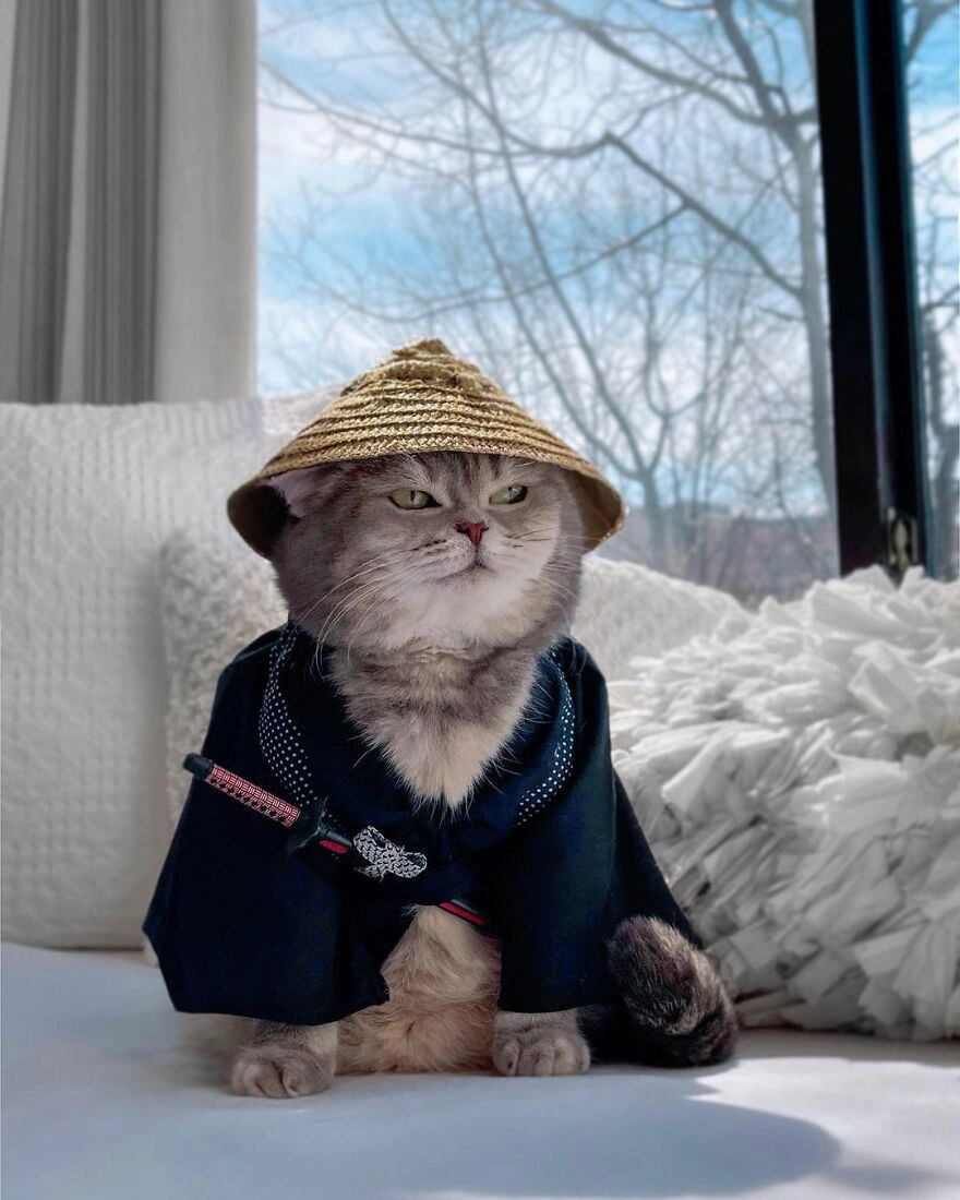 С тех пор, как Бенсон перестал быть уличным котом, он “активно” ведет аккаунт в Instagram. 