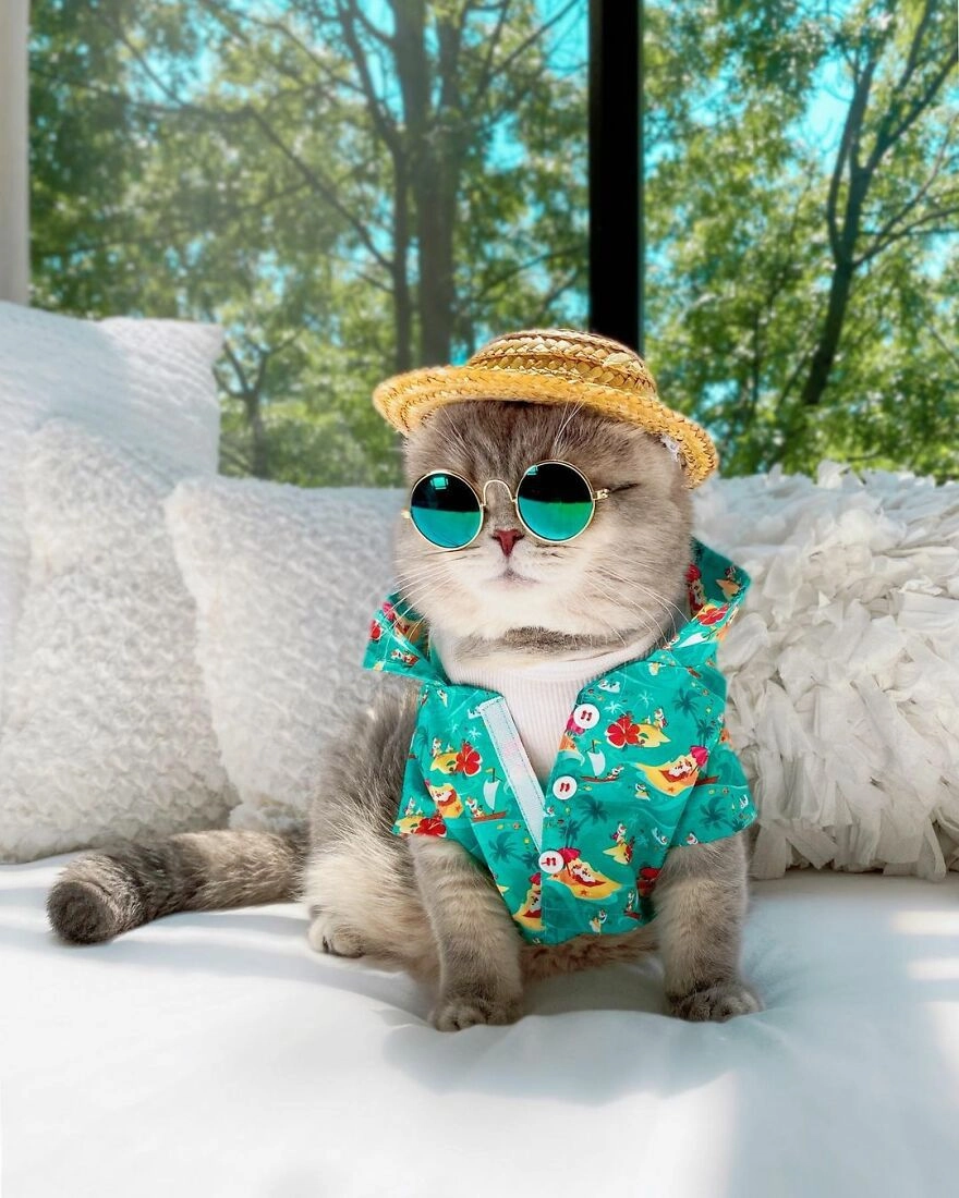 Любимый стильный аксессуар кота – солнечные очки. Согласитесь, придают лоска и солидности любому образу Бенсона. 