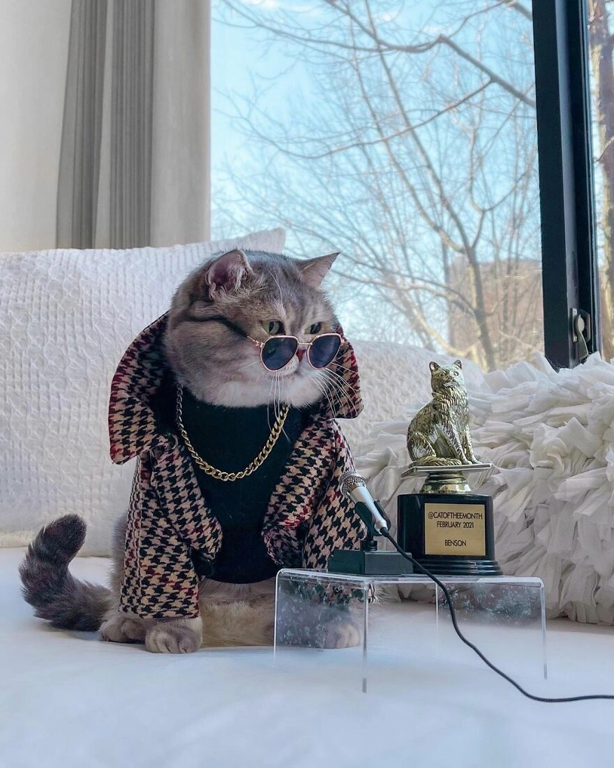 Заслужил все котонаграды. Заслужил все котонаграды.