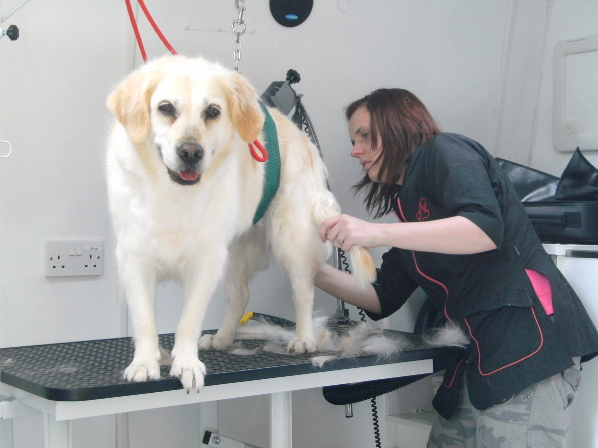 Не сбривайте шерсть.