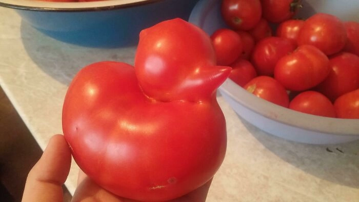 А этот помидор очень напоминает утку. 
