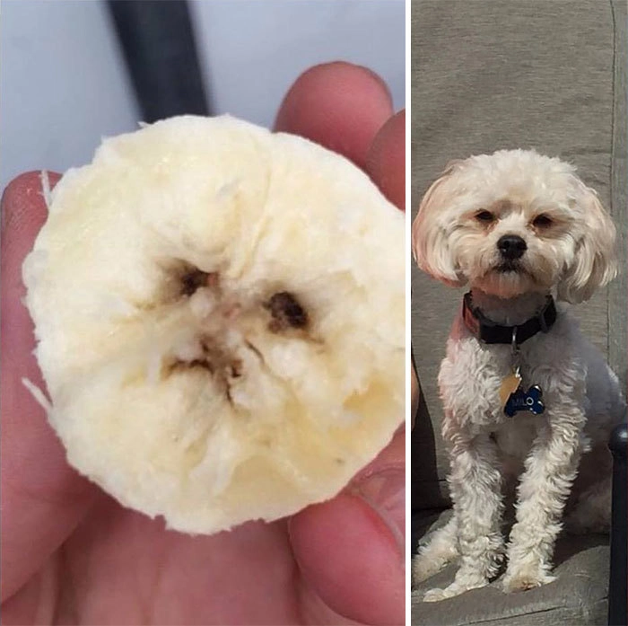 “Этот банан выглядит, как собака моей мамы”. 